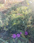 Цвете Лампрантус , снимка 1 - Градински цветя и растения - 44761119