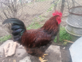 Яйца катунски кокошки червена линия , снимка 1 - други­ - 44797078