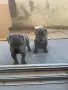 кученца кане корсо, снимка 7