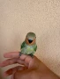Папагали неразделки, снимка 4