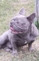 Френски булдог сини , снимка 7