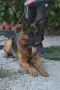 мъжка немска овчарка за разплод, снимка 2