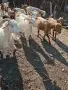 Продавам 8 кози и 4 ярета – обл. Ивайловград, снимка 8
