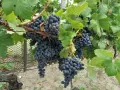 Грозде за вино и ракия -Памид -Мерло -Мавруд -Рекацител., снимка 5