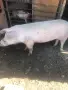 Продава се прасе , снимка 1