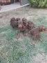 малки принцеси обезпаразитени търсят любящи стопани, снимка 2