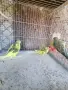 млади вълнисти папагали , снимка 9
