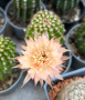 Echinopsis Hybrid, снимка 1 - Градински цветя и растения - 44809930