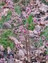 Върба - Salix gracilistyla 'Mount Aso' ( грацилистяла' моунт асо' ), снимка 1 - Градински цветя и растения - 41101221