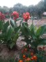 Кана Луцифер ,топ карамфил расад, снимка 1 - Градински цветя и растения - 42711267
