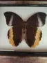 Истински Пеперуди в рамка, снимка 11