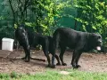 Продавам Кане Корсо, снимка 3