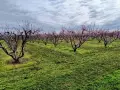 Овощна градина-праскови, снимка 2