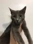 Синя Руска котка , снимка 2