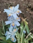 Ириси, многогодишни ,студоустойчиви, снимка 4