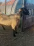Продавам Коч-дзвизак , снимка 4