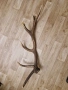 рог от елен, снимка 7