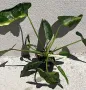 Philodendron Jose Buono, снимка 1