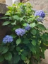Хортензия ,бяла и розова , снимка 13