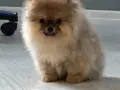 Померанче момиче , снимка 2