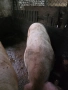 Продавам големи угоени прасета за коледа, снимка 8