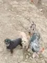 Продава се кученцето е мъжко, снимка 7