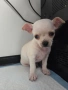 Продавам Чихухуа, снимка 1