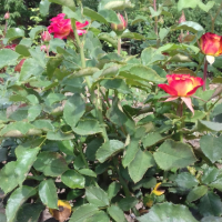 Щамбови рози, цветово разнообразие., снимка 8 - Градински цветя и растения - 44639785