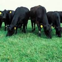 Предлагаме работа във ферма за месодайни говеда, снимка 1 - Други оферти за работа - 34484785