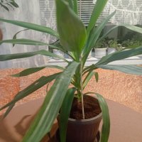 орхидея Лудизия, снимка 3 - Стайни растения - 44167876