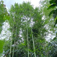Бамбук различни видове, декоративни, бързорастящи, жив плет, ограда, снимка 1 - Градински цветя и растения - 42256264