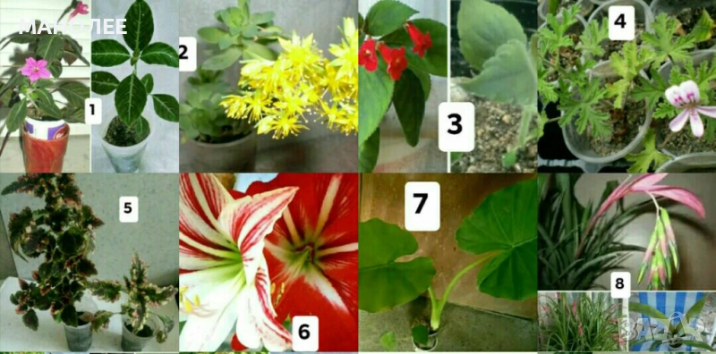 Саксийни цветя - 8 вида 3 НЕЗАСАДЕНИ КОРЕНА В ЕДИН ПАКЕТ /видове по избор/ ЗА 20 ЛВ. / 10,23 € ., снимка 1