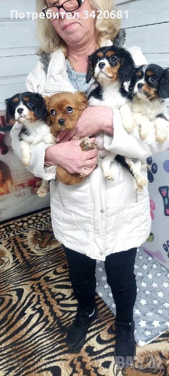 Кавалер кинг чарлз шпаньол , снимка 1