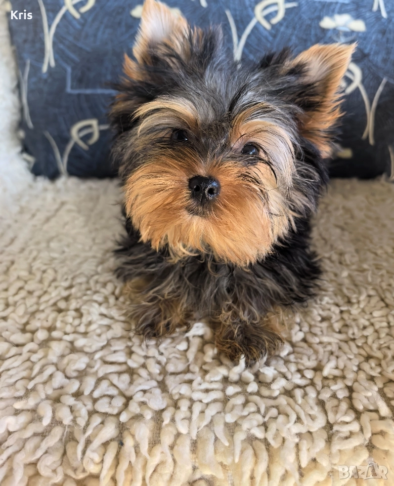 Йоркширски териер момиченце, снимка 1