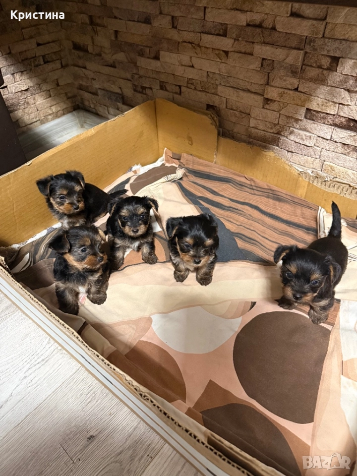 Мини йоркширски териер, снимка 1