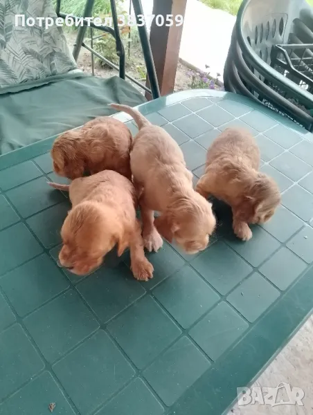 продавам кученца кокер шпаньол , снимка 1