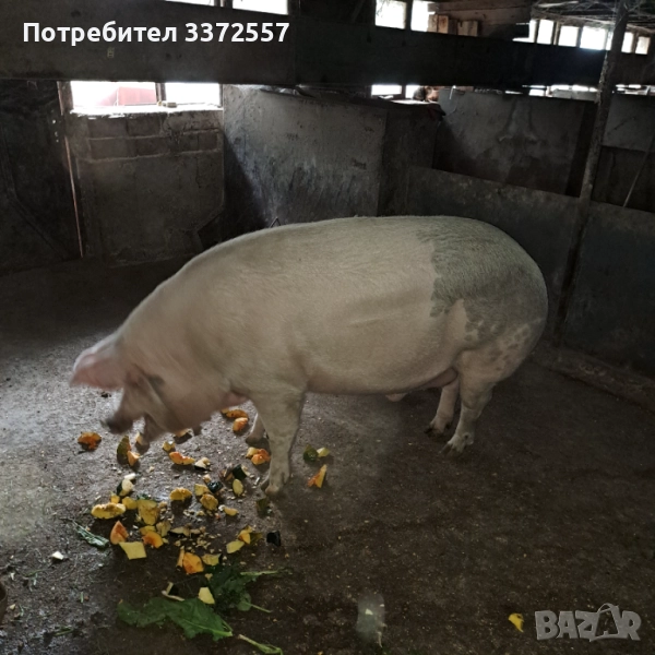 Продава домашно прасе , снимка 1