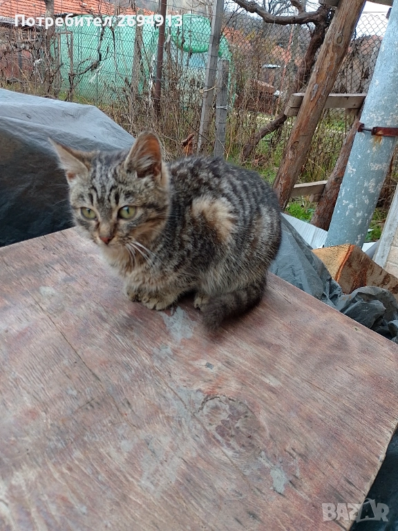 Подарявам котета, снимка 1