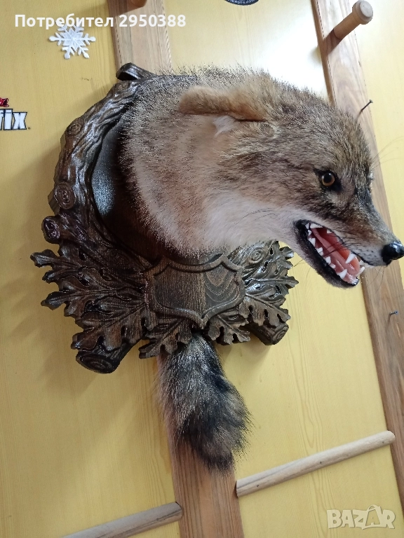 ПРЕПАРИРАН ЧАКАЛ С ДЪРВОРЕЗБА , снимка 1