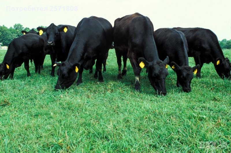 Предлагаме работа във ферма за месодайни говеда, снимка 1