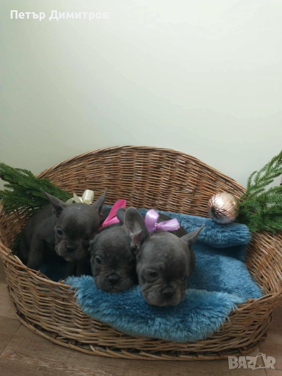 Френски булдог , снимка 1