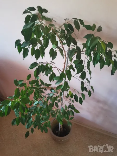 Бенджамин 150 см висок, снимка 1