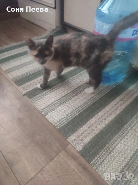 Домашна, женска,кастрирана котка, снимка 1