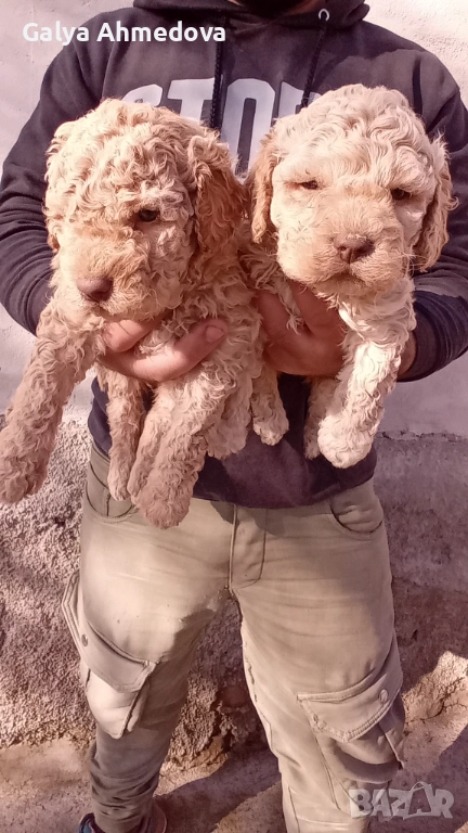 Лагото романьоло , снимка 1