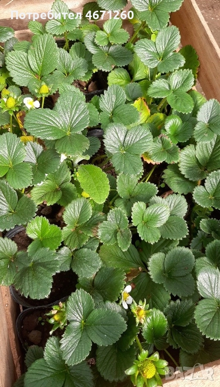 Разсад Ягоди сорт Дели, снимка 1