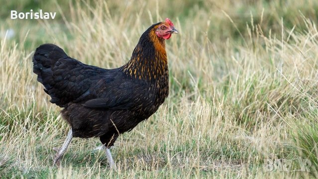 Ярки на 4 месеца с.Ивански, снимка 1