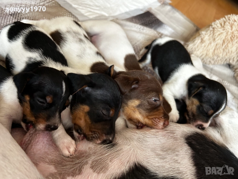 ДЖАК РЪСЕЛ 250ЛВ ЗА БРОЙ 1109251832, снимка 1