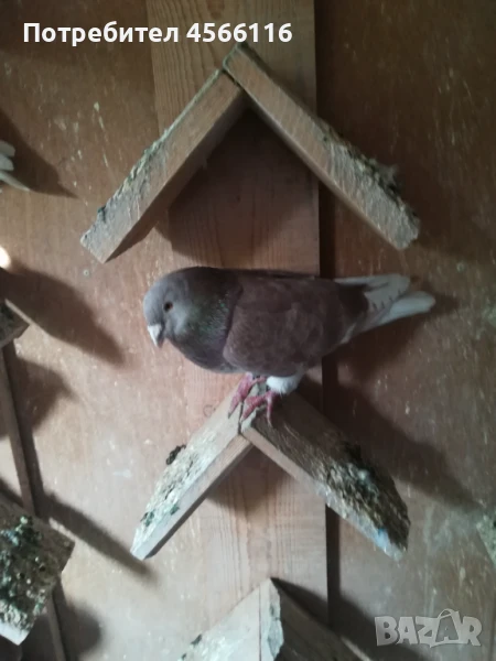 Стандартни пощенски гълъби ЦЕНА ЗА 1 ЧИФТ!, снимка 1