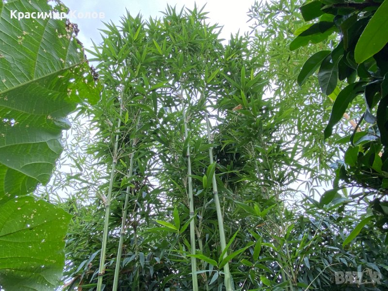 Бамбук различни видове, декоративни, бързорастящи, жив плет, ограда, снимка 1