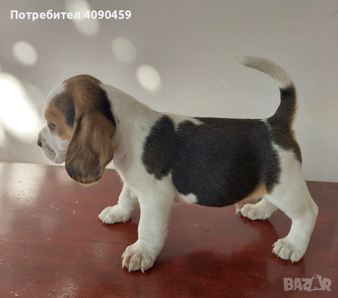 Малки бигълчета търсят своето голямо приключение , снимка 1